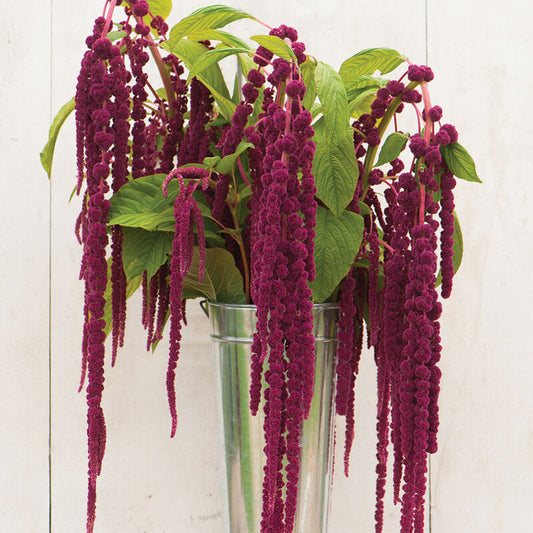 Amarante - Love lies bleeding